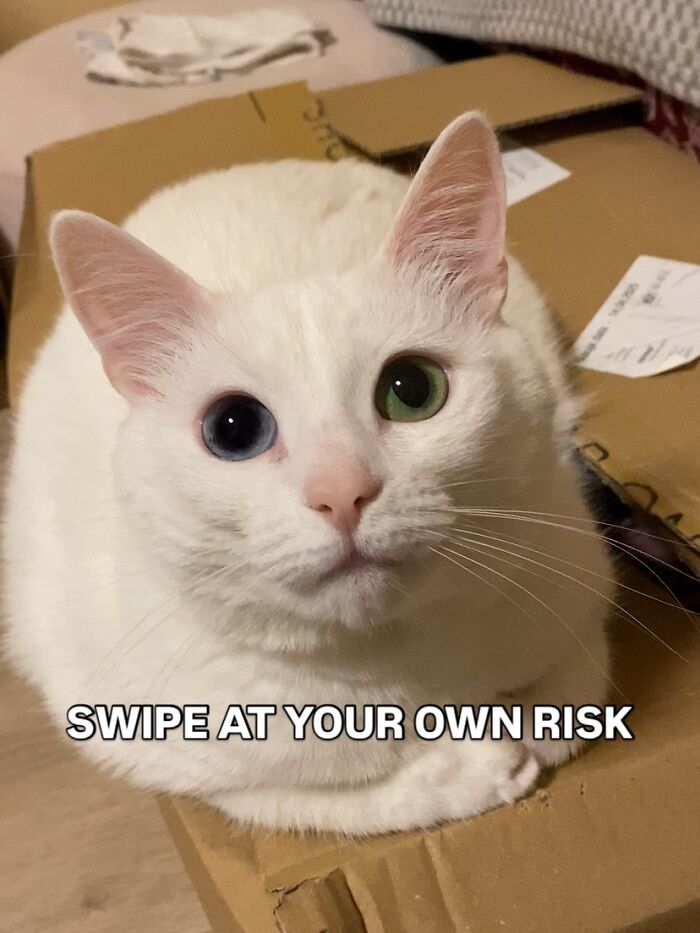 This White Cat’s Meme Game Is Strong, And Here Are 45 Hilarious Pieces Of Proof This White Cat’s Meme Game Is Strong, And Here Are 45 Hilarious Pieces Of Proof