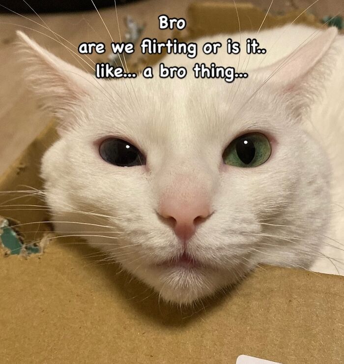 This White Cat’s Meme Game Is Strong, And Here Are 45 Hilarious Pieces Of Proof This White Cat’s Meme Game Is Strong, And Here Are 45 Hilarious Pieces Of Proof