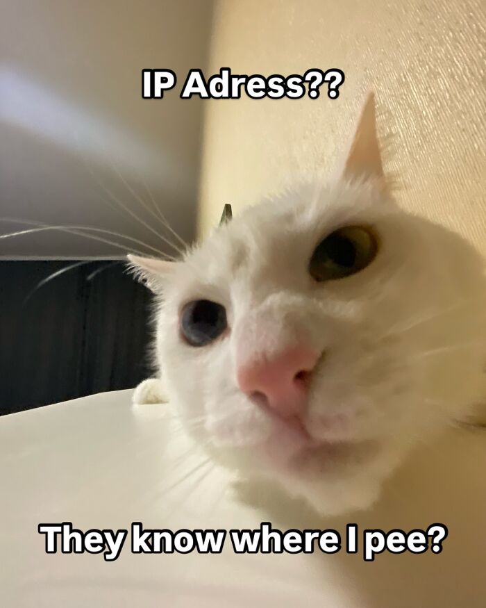 This White Cat’s Meme Game Is Strong, And Here Are 45 Hilarious Pieces Of Proof This White Cat’s Meme Game Is Strong, And Here Are 45 Hilarious Pieces Of Proof