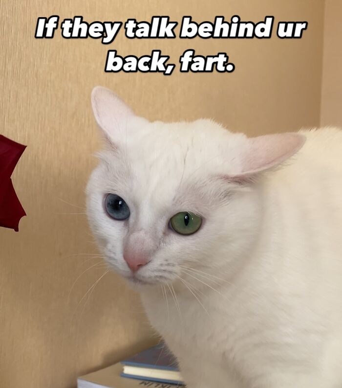 This White Cat’s Meme Game Is Strong, And Here Are 45 Hilarious Pieces Of Proof This White Cat’s Meme Game Is Strong, And Here Are 45 Hilarious Pieces Of Proof
