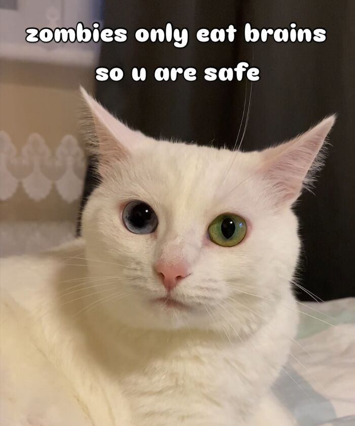 This White Cat’s Meme Game Is Strong, And Here Are 45 Hilarious Pieces Of Proof This White Cat’s Meme Game Is Strong, And Here Are 45 Hilarious Pieces Of Proof