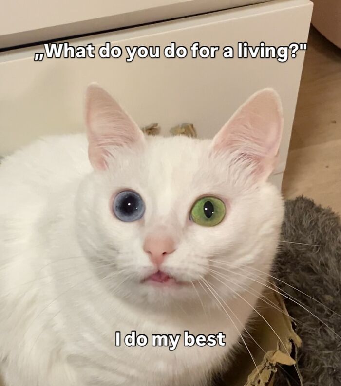 This White Cat’s Meme Game Is Strong, And Here Are 45 Hilarious Pieces Of Proof This White Cat’s Meme Game Is Strong, And Here Are 45 Hilarious Pieces Of Proof