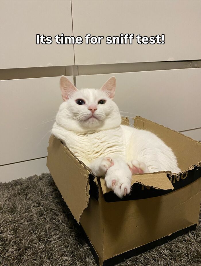 This White Cat’s Meme Game Is Strong, And Here Are 45 Hilarious Pieces Of Proof This White Cat’s Meme Game Is Strong, And Here Are 45 Hilarious Pieces Of Proof