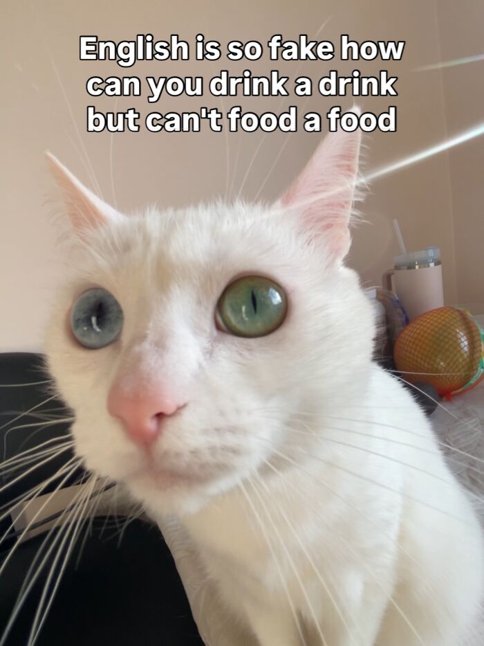 This White Cat’s Meme Game Is Strong, And Here Are 45 Hilarious Pieces Of Proof This White Cat’s Meme Game Is Strong, And Here Are 45 Hilarious Pieces Of Proof
