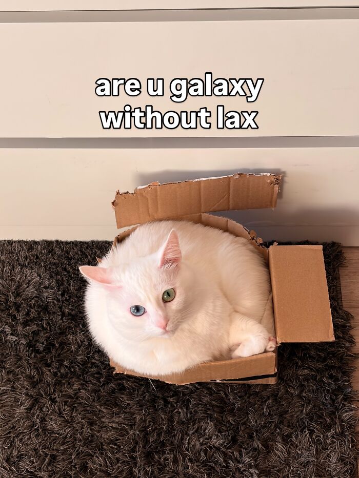 This White Cat’s Meme Game Is Strong, And Here Are 45 Hilarious Pieces Of Proof This White Cat’s Meme Game Is Strong, And Here Are 45 Hilarious Pieces Of Proof