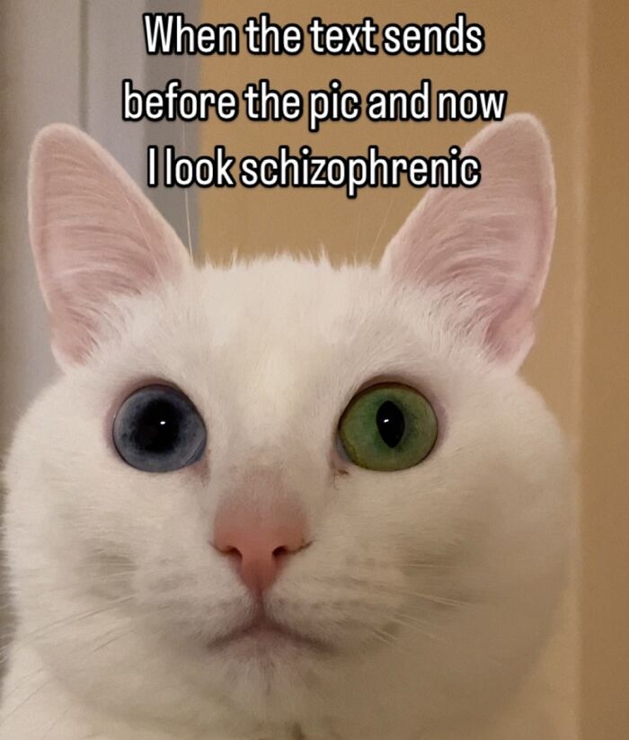 This White Cat’s Meme Game Is Strong, And Here Are 45 Hilarious Pieces Of Proof This White Cat’s Meme Game Is Strong, And Here Are 45 Hilarious Pieces Of Proof