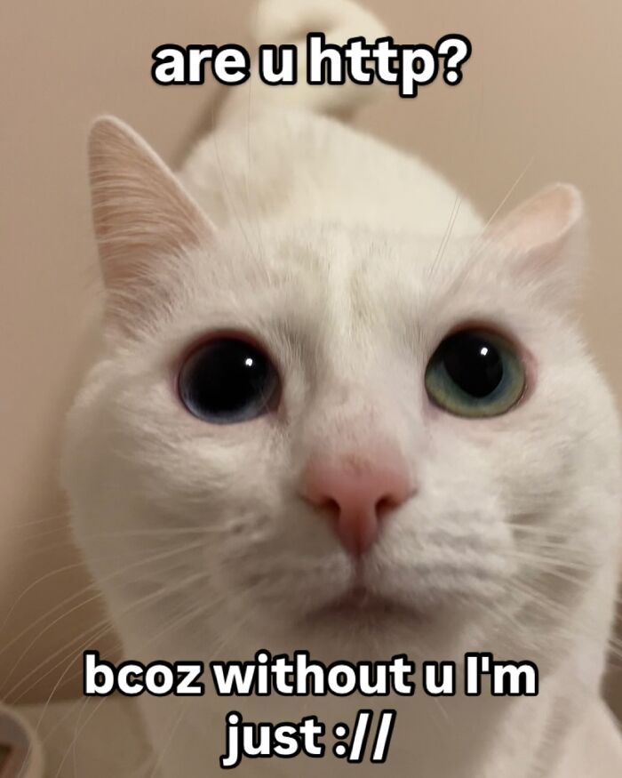 This White Cat’s Meme Game Is Strong, And Here Are 45 Hilarious Pieces Of Proof This White Cat’s Meme Game Is Strong, And Here Are 45 Hilarious Pieces Of Proof