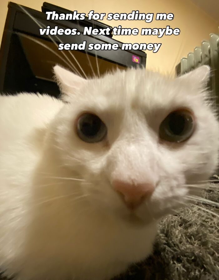 This White Cat’s Meme Game Is Strong, And Here Are 45 Hilarious Pieces Of Proof This White Cat’s Meme Game Is Strong, And Here Are 45 Hilarious Pieces Of Proof