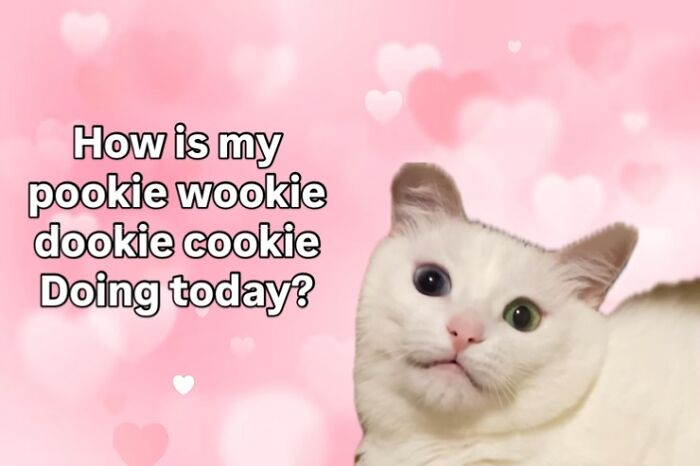 This White Cat’s Meme Game Is Strong, And Here Are 45 Hilarious Pieces Of Proof This White Cat’s Meme Game Is Strong, And Here Are 45 Hilarious Pieces Of Proof