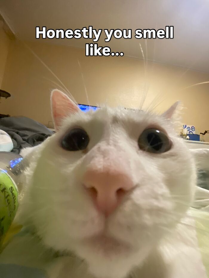 This White Cat’s Meme Game Is Strong, And Here Are 45 Hilarious Pieces Of Proof This White Cat’s Meme Game Is Strong, And Here Are 45 Hilarious Pieces Of Proof