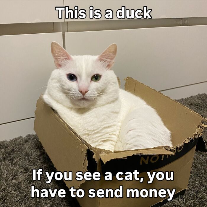This White Cat’s Meme Game Is Strong, And Here Are 45 Hilarious Pieces Of Proof This White Cat’s Meme Game Is Strong, And Here Are 45 Hilarious Pieces Of Proof