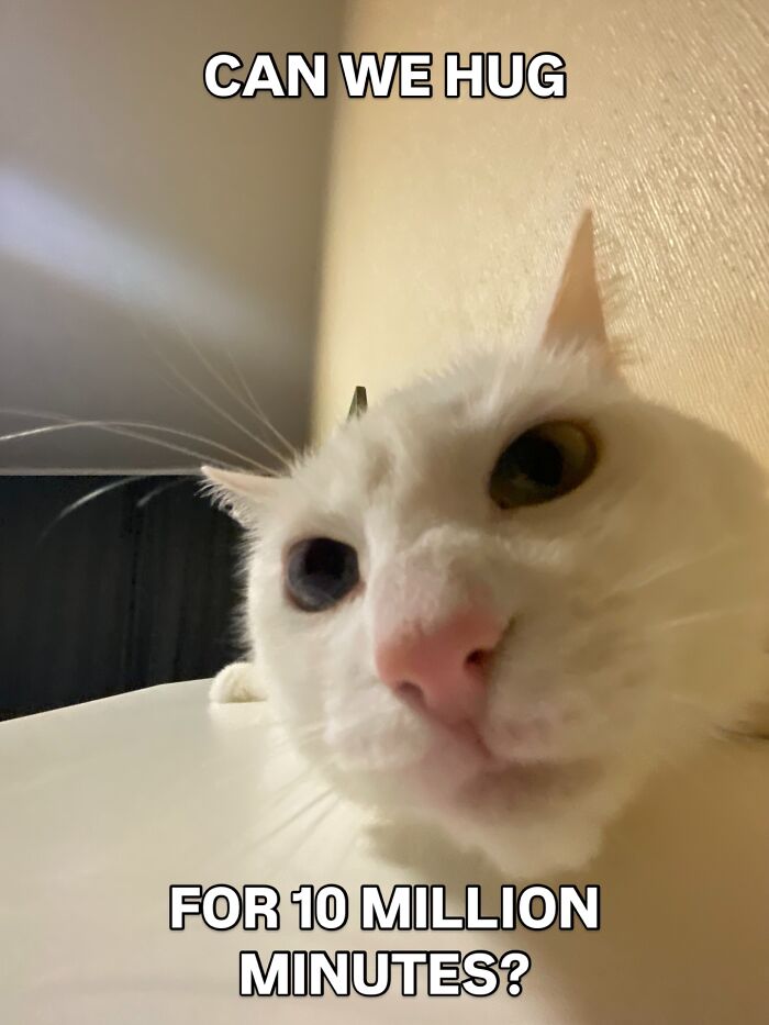This White Cat’s Meme Game Is Strong, And Here Are 45 Hilarious Pieces Of Proof This White Cat’s Meme Game Is Strong, And Here Are 45 Hilarious Pieces Of Proof