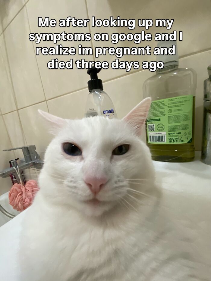 This White Cat’s Meme Game Is Strong, And Here Are 45 Hilarious Pieces Of Proof This White Cat’s Meme Game Is Strong, And Here Are 45 Hilarious Pieces Of Proof