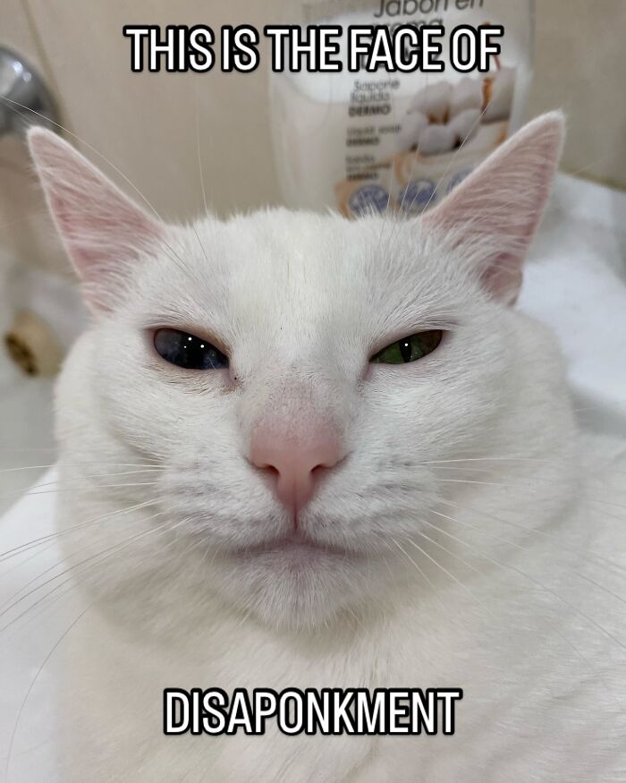 This White Cat’s Meme Game Is Strong, And Here Are 45 Hilarious Pieces Of Proof This White Cat’s Meme Game Is Strong, And Here Are 45 Hilarious Pieces Of Proof