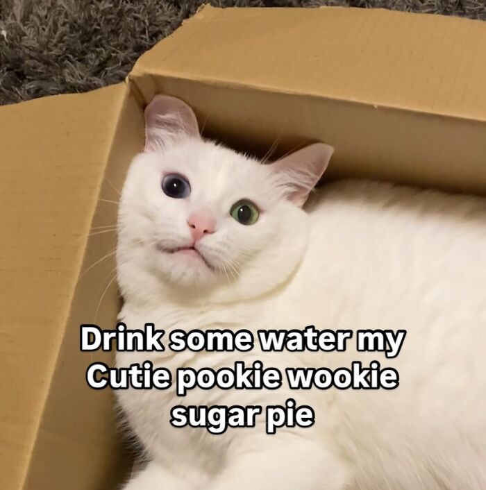 This White Cat’s Meme Game Is Strong, And Here Are 45 Hilarious Pieces Of Proof This White Cat’s Meme Game Is Strong, And Here Are 45 Hilarious Pieces Of Proof
