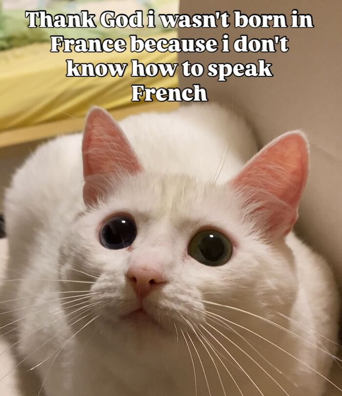 This White Cat’s Meme Game Is Strong, And Here Are 45 Hilarious Pieces Of Proof This White Cat’s Meme Game Is Strong, And Here Are 45 Hilarious Pieces Of Proof