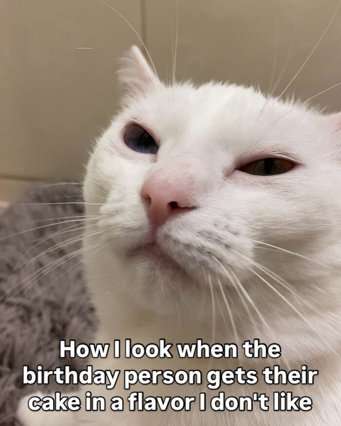 This White Cat’s Meme Game Is Strong, And Here Are 45 Hilarious Pieces Of Proof This White Cat’s Meme Game Is Strong, And Here Are 45 Hilarious Pieces Of Proof