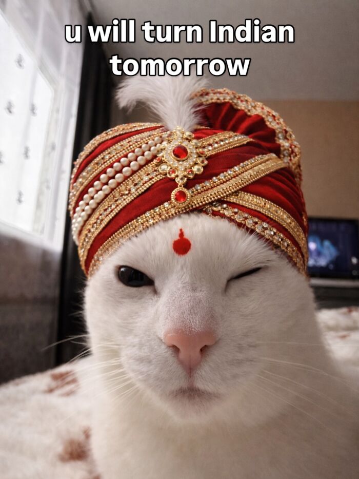 This White Cat’s Meme Game Is Strong, And Here Are 45 Hilarious Pieces Of Proof This White Cat’s Meme Game Is Strong, And Here Are 45 Hilarious Pieces Of Proof