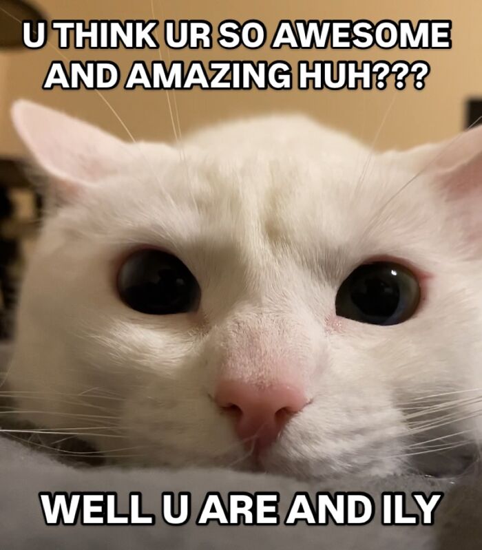 This White Cat’s Meme Game Is Strong, And Here Are 45 Hilarious Pieces Of Proof This White Cat’s Meme Game Is Strong, And Here Are 45 Hilarious Pieces Of Proof