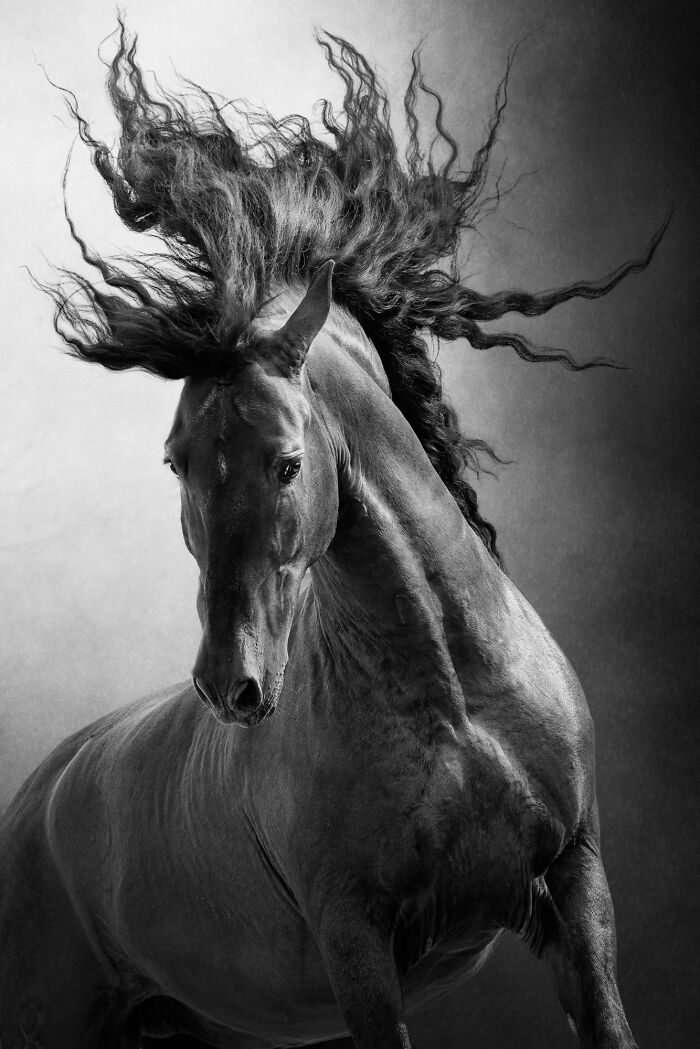 The 2025 International Photography Awards Showcased The World At Its Most Beautiful And Bizarre (74 Pics)