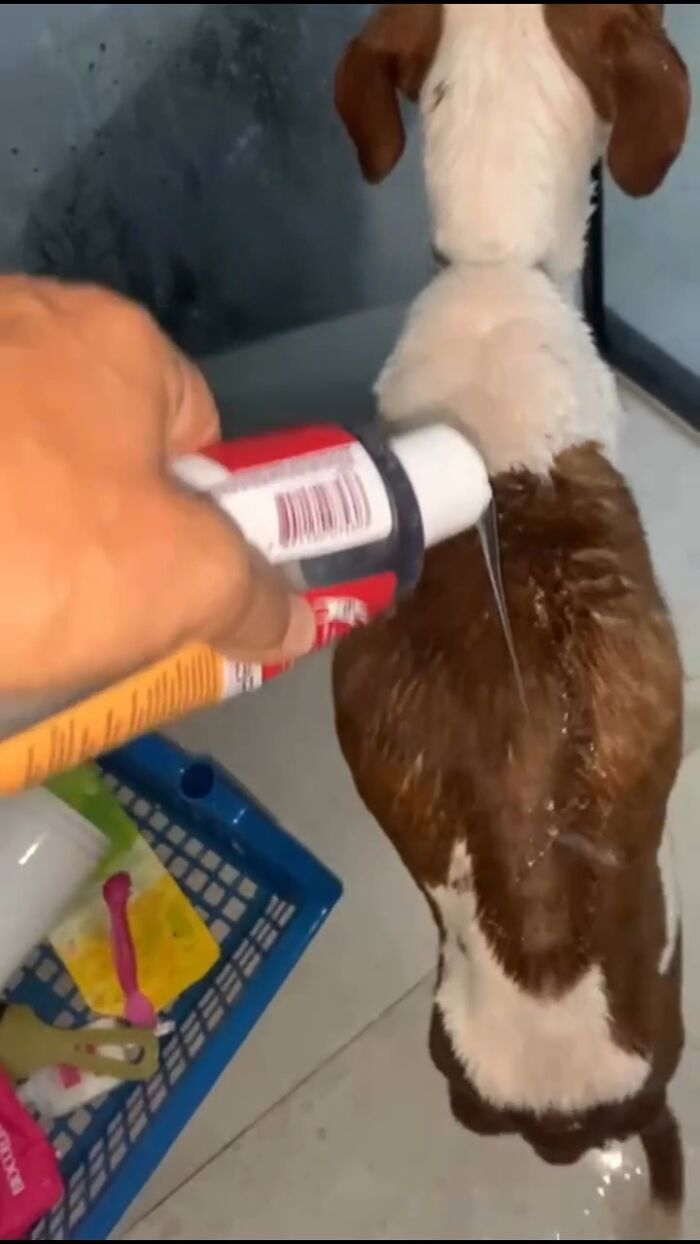 Rescued From The Streets Of Brazil, This Pit Bull Goes From Scared To Spoiled