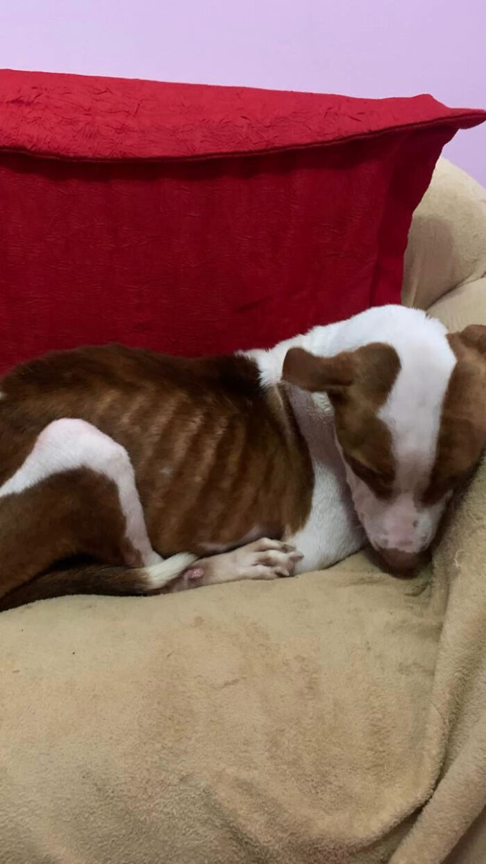 Rescued From The Streets Of Brazil, This Pit Bull Goes From Scared To Spoiled