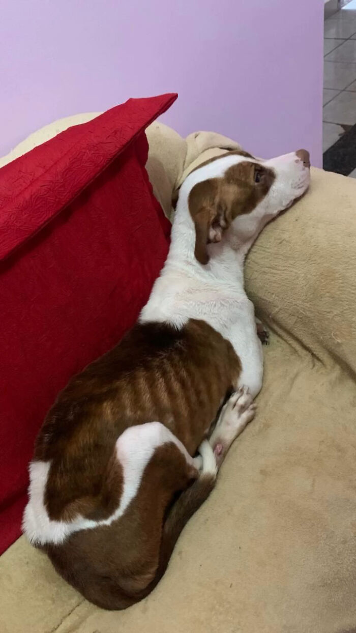 Rescued From The Streets Of Brazil, This Pit Bull Goes From Scared To Spoiled