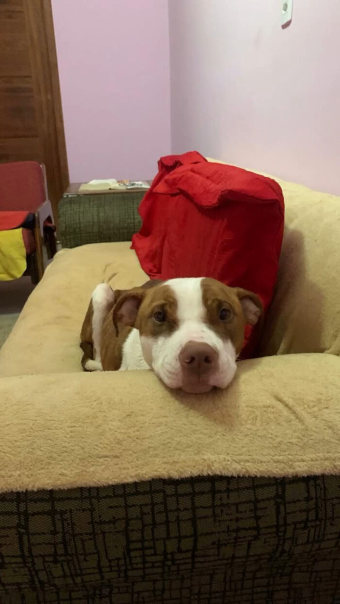 Rescued From The Streets Of Brazil, This Pit Bull Goes From Scared To Spoiled