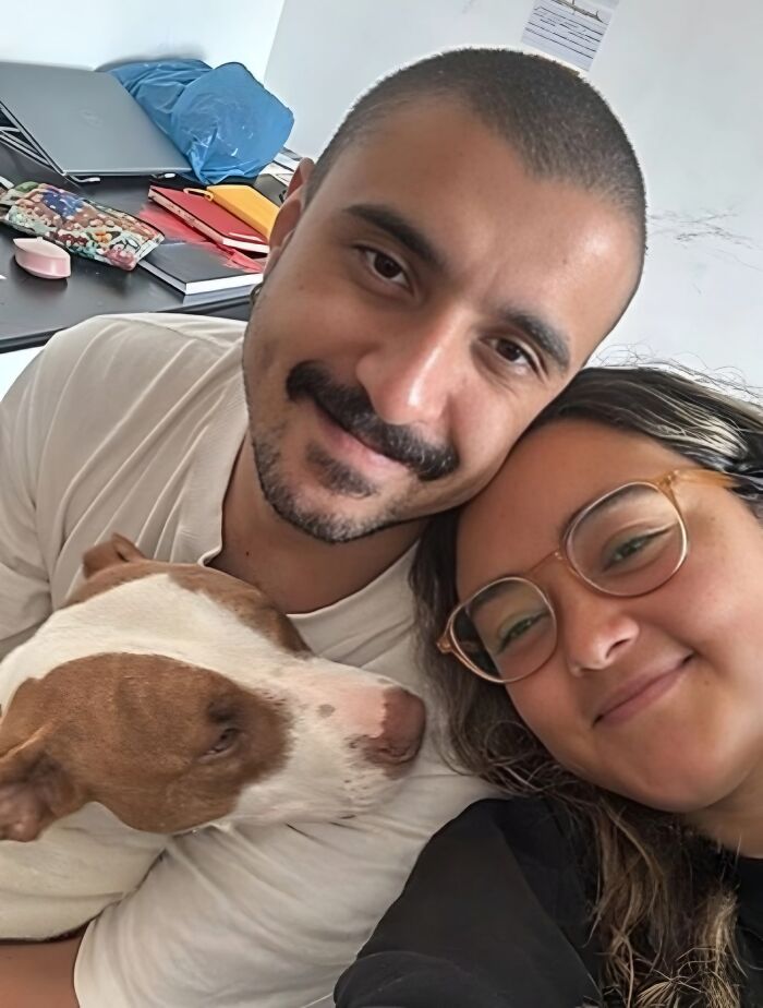 Rescued From The Streets Of Brazil, This Pit Bull Goes From Scared To Spoiled