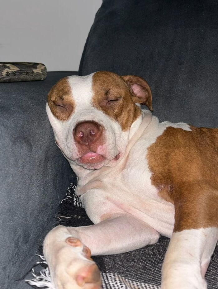 Rescued From The Streets Of Brazil, This Pit Bull Goes From Scared To Spoiled