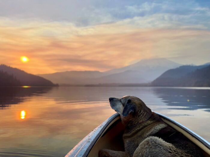 “Fox With A McDonald’s Takeaway?”: Once-In-A-Lifetime Photos Taken At The Exact Perfect Moment