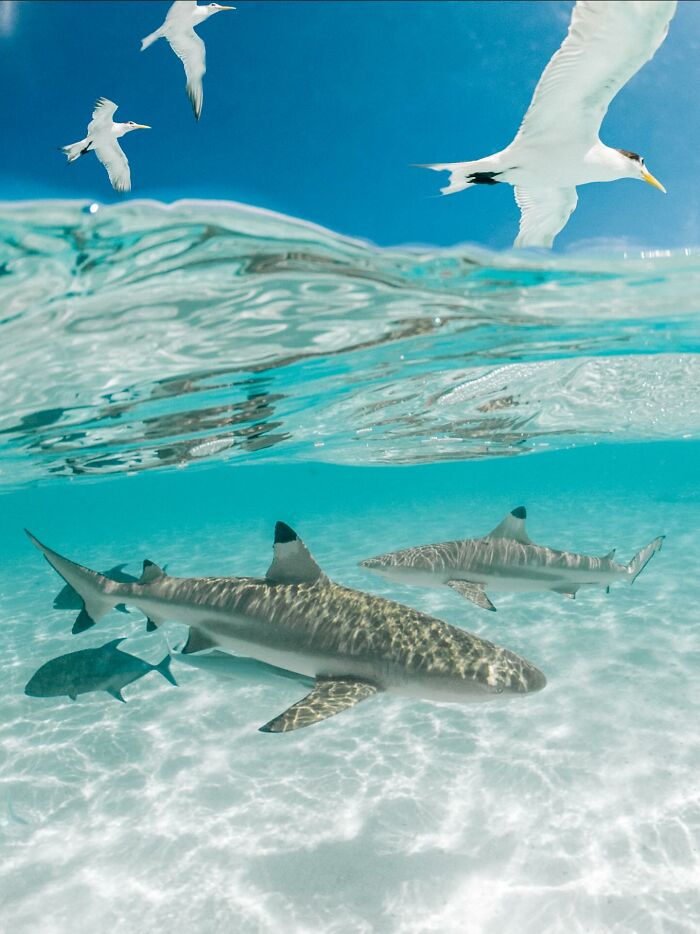 “Fox With A McDonald’s Takeaway?”: Once-In-A-Lifetime Photos Taken At The Exact Perfect Moment