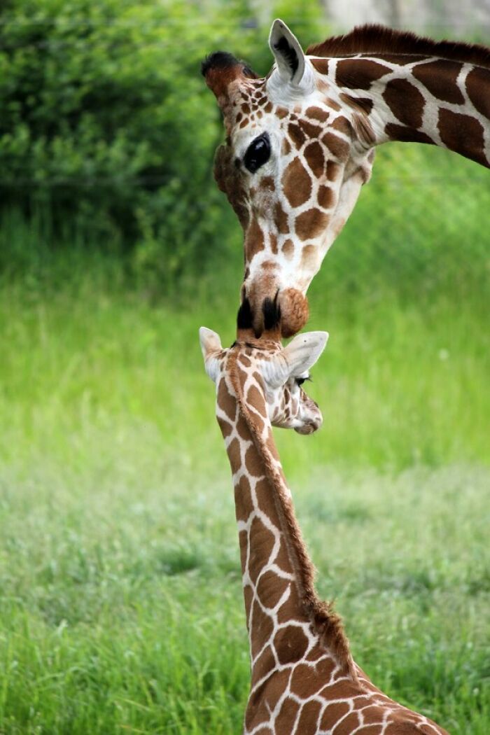 “Fox With A McDonald’s Takeaway?”: Once-In-A-Lifetime Photos Taken At The Exact Perfect Moment