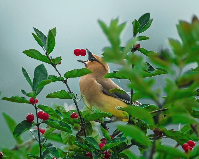 “Fox With A McDonald’s Takeaway?”: Once-In-A-Lifetime Photos Taken At The Exact Perfect Moment