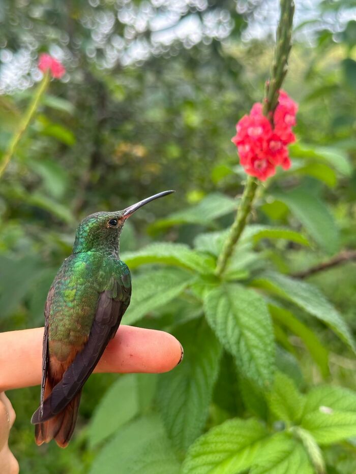 “Fox With A McDonald’s Takeaway?”: Once-In-A-Lifetime Photos Taken At The Exact Perfect Moment
