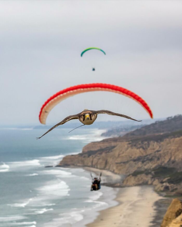 “Fox With A McDonald’s Takeaway?”: Once-In-A-Lifetime Photos Taken At The Exact Perfect Moment