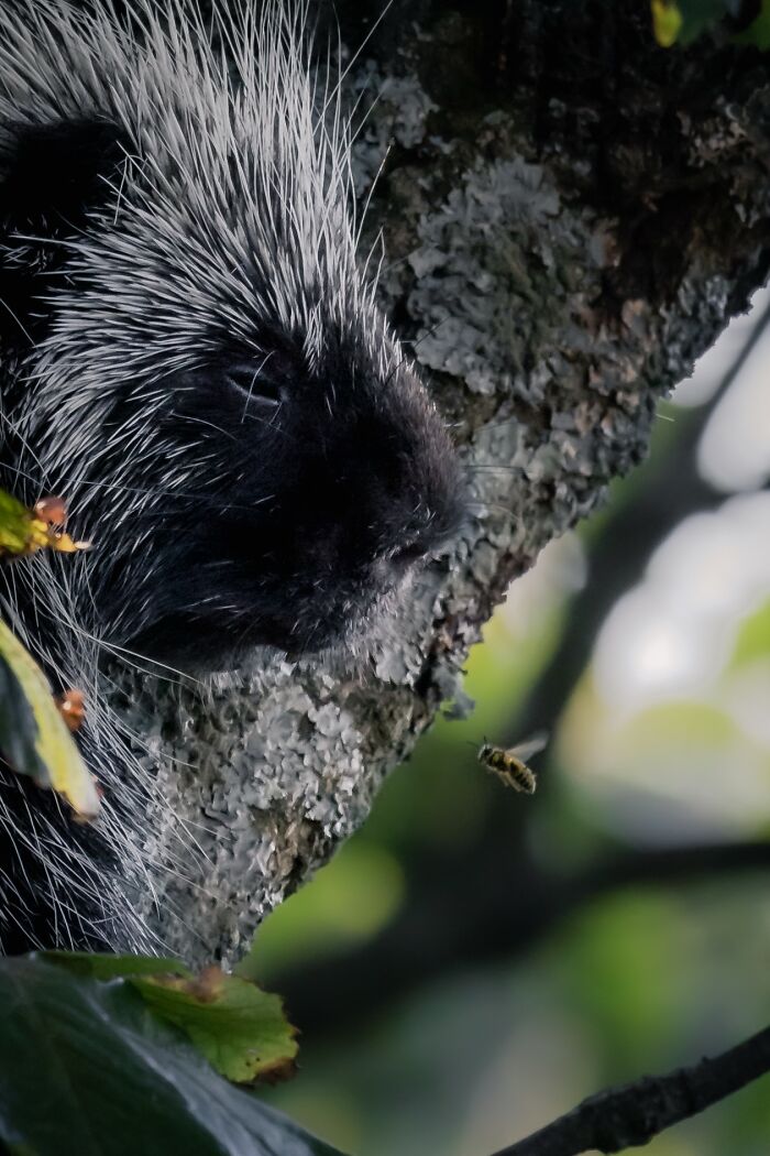 “Fox With A McDonald’s Takeaway?”: Once-In-A-Lifetime Photos Taken At The Exact Perfect Moment