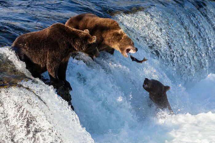 “Fox With A McDonald’s Takeaway?”: Once-In-A-Lifetime Photos Taken At The Exact Perfect Moment