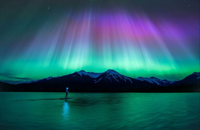 “Fox With A McDonald’s Takeaway?”: Once-In-A-Lifetime Photos Taken At The Exact Perfect Moment