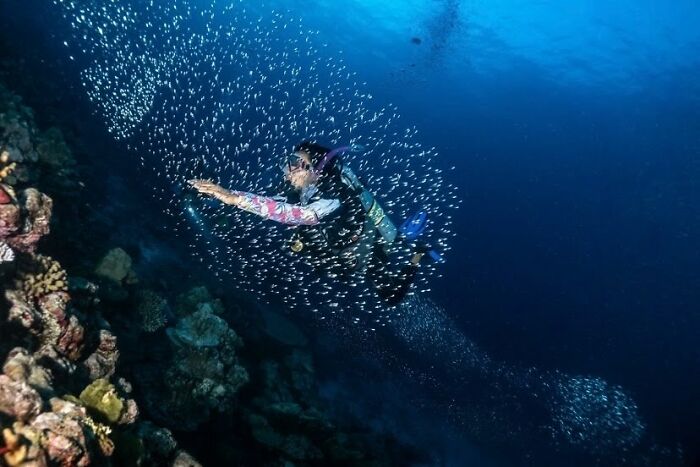 “Fox With A McDonald’s Takeaway?”: Once-In-A-Lifetime Photos Taken At The Exact Perfect Moment
