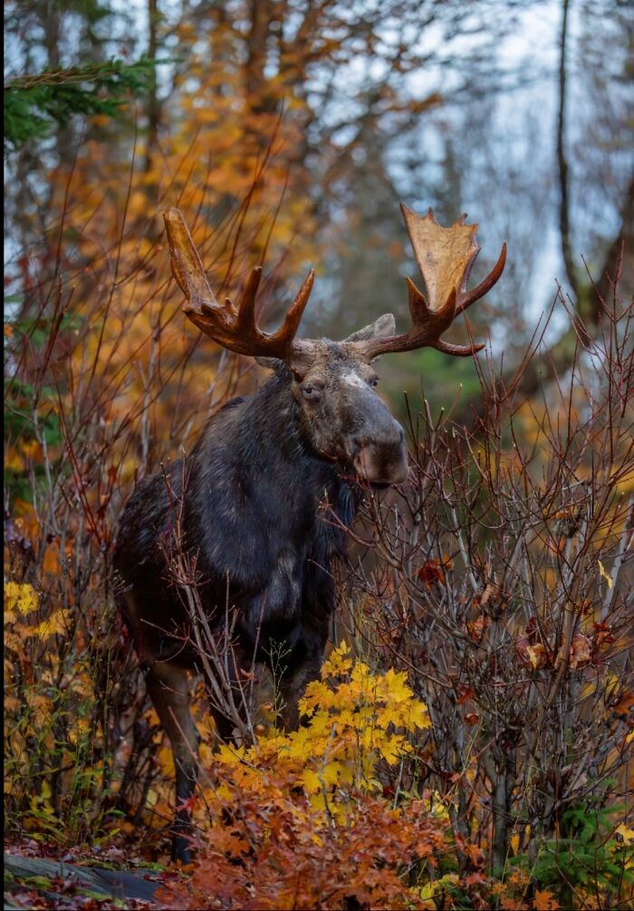 “Fox With A McDonald’s Takeaway?”: Once-In-A-Lifetime Photos Taken At The Exact Perfect Moment