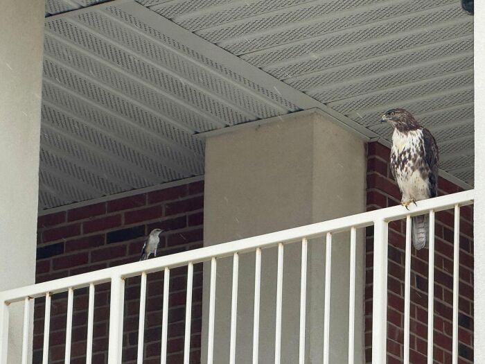 “Fox With A McDonald’s Takeaway?”: Once-In-A-Lifetime Photos Taken At The Exact Perfect Moment