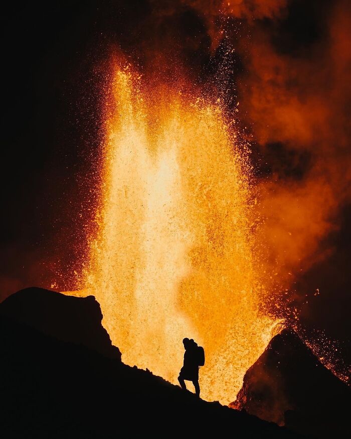 “Fox With A McDonald’s Takeaway?”: Once-In-A-Lifetime Photos Taken At The Exact Perfect Moment