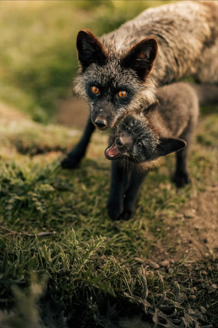 “Fox With A McDonald’s Takeaway?”: Once-In-A-Lifetime Photos Taken At The Exact Perfect Moment