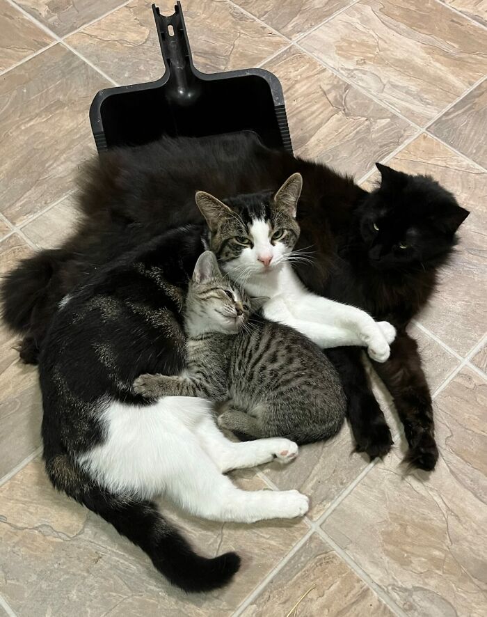 “Fox With A McDonald’s Takeaway?”: Once-In-A-Lifetime Photos Taken At The Exact Perfect Moment