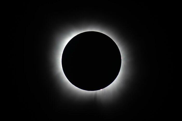 “Fox With A McDonald’s Takeaway?”: Once-In-A-Lifetime Photos Taken At The Exact Perfect Moment