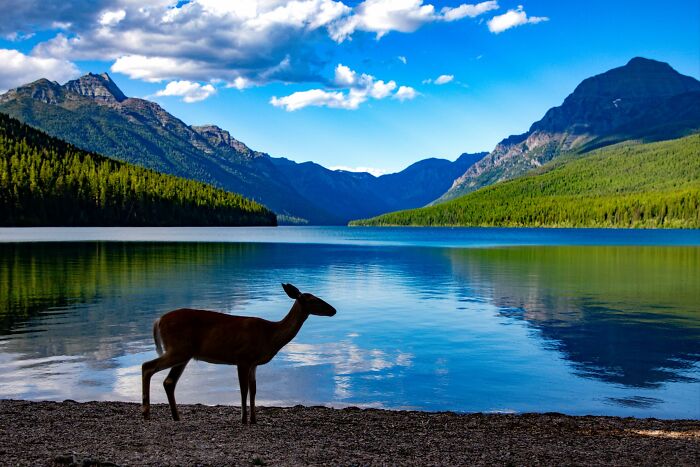 “Fox With A McDonald’s Takeaway?”: Once-In-A-Lifetime Photos Taken At The Exact Perfect Moment