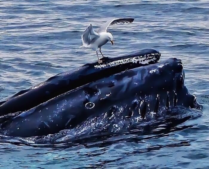 “Fox With A McDonald’s Takeaway?”: Once-In-A-Lifetime Photos Taken At The Exact Perfect Moment