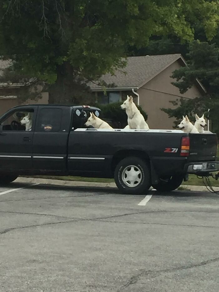 “Fox With A McDonald’s Takeaway?”: Once-In-A-Lifetime Photos Taken At The Exact Perfect Moment