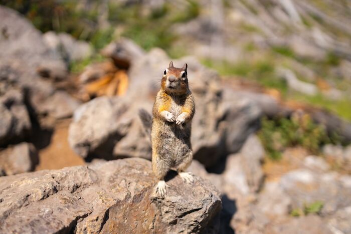 “Fox With A McDonald’s Takeaway?”: Once-In-A-Lifetime Photos Taken At The Exact Perfect Moment